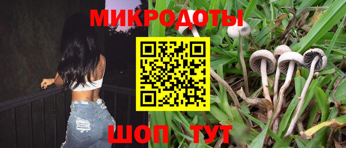 Псилоцибиновые грибы Cubensis Шебекино